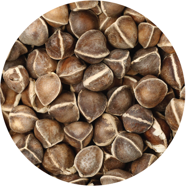 Moringa Seed